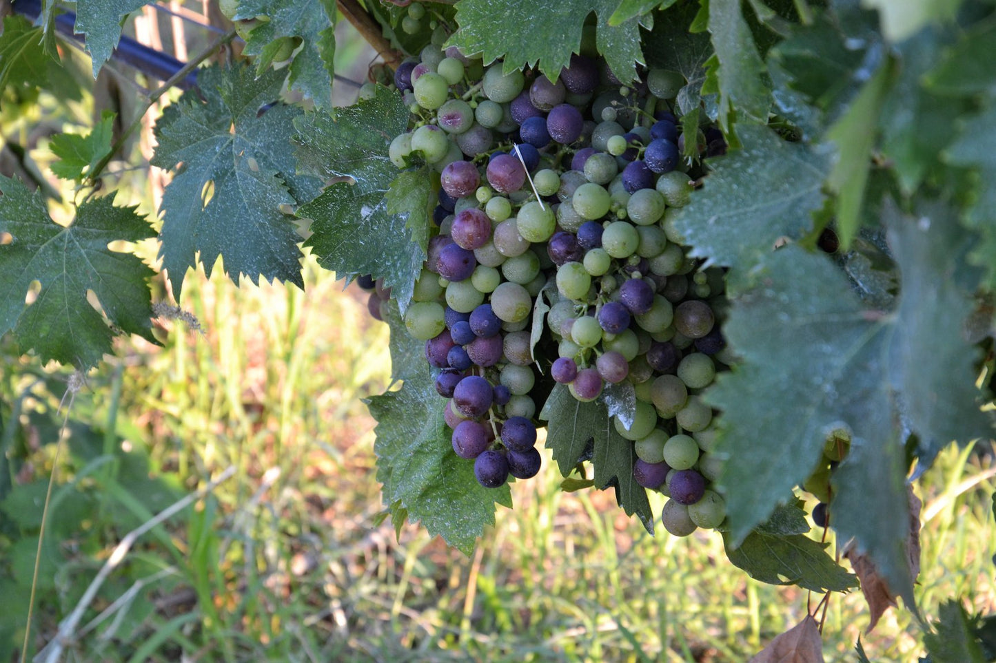 VISITE CLASSIQUE DE VIGNOBLE