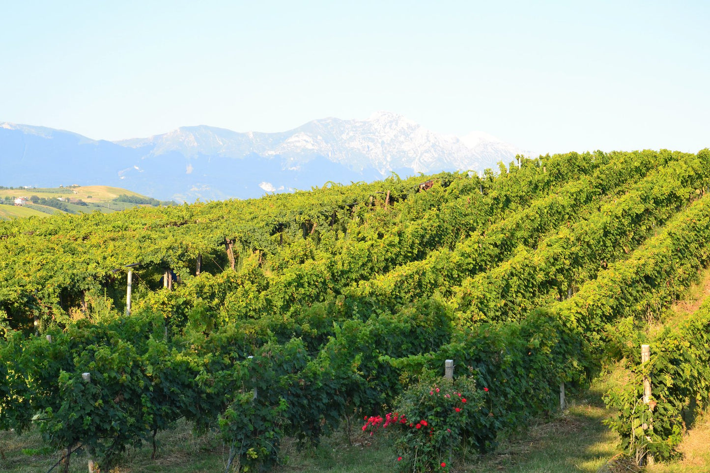 CLASSIC WINE TOUR